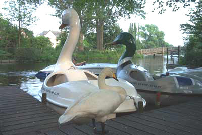 Mein lieber Schwan!<br />(in Hamburg)